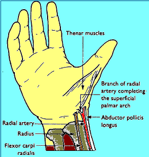 Radial Artery(anatomy of wrist)